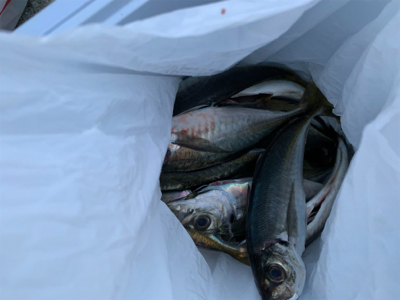 尺アジ！？！？