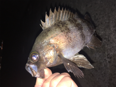 明石周辺メバリング