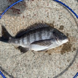 ダンゴでヒトデ釣り