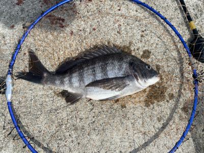 ダンゴでヒトデ釣り