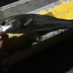 時合は短いシーバス釣行