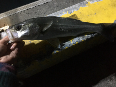 時合は短いシーバス釣行