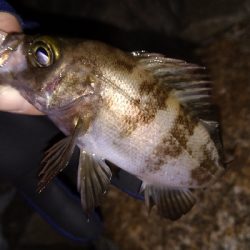 ナイトメバリング