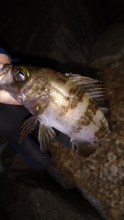 ナイトメバリング