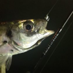 アジング 練習 124