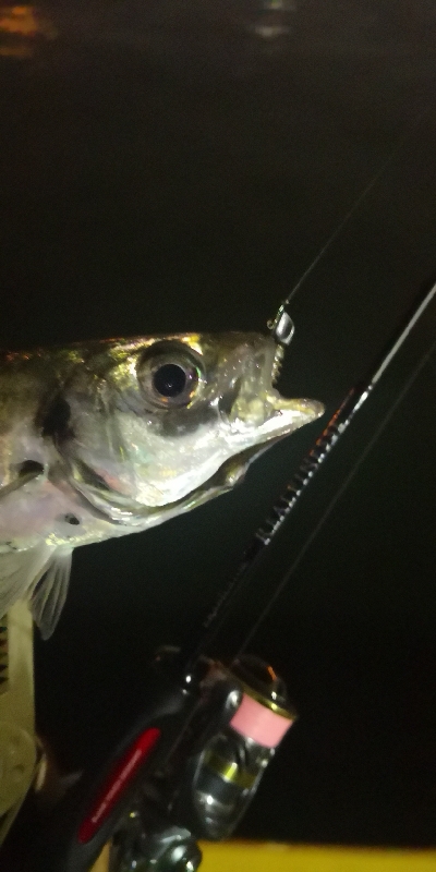 アジング 練習 124