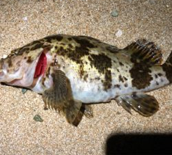 とあるサーフのライトゲーム