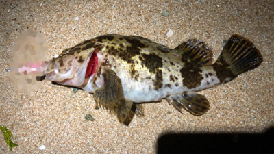 とあるサーフのライトゲーム