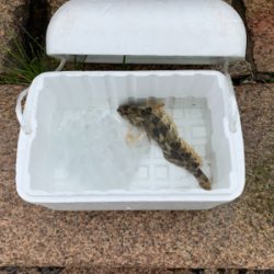 ロックフィッシング