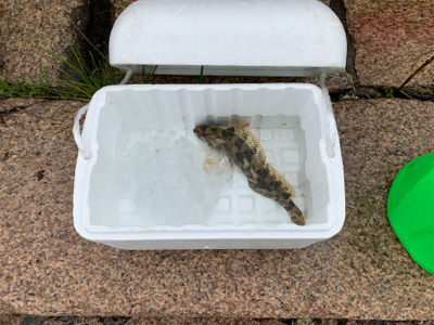 ロックフィッシング