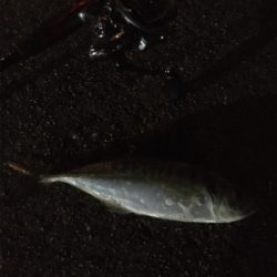 アジがまだまだ