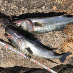 やっと釣れました!