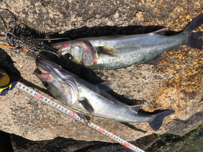 やっと釣れました!