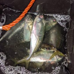 ついにきた！アジ