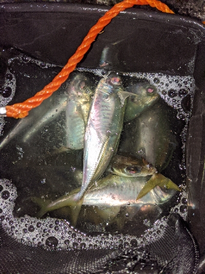 ついにきた！アジ