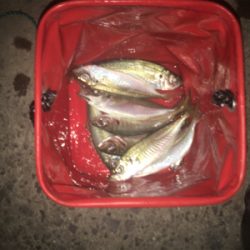 アジがよく釣れました!