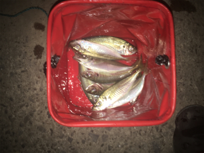 アジがよく釣れました!