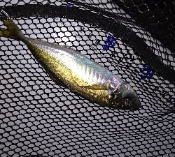 ナイトメバリング