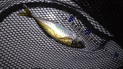 ナイトメバリング