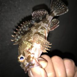 タケノコとガシラ