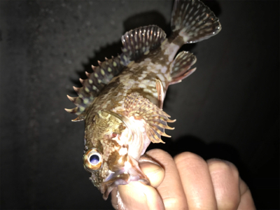 タケノコとガシラ