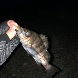 そろそろメバル