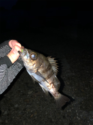 そろそろメバル