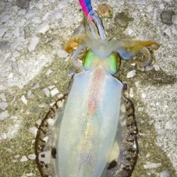 タフコンディションを打破！貴重なアオリイカ