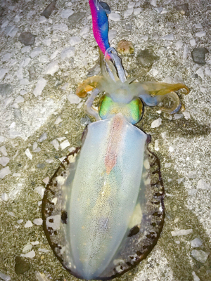 タフコンディションを打破！貴重なアオリイカ