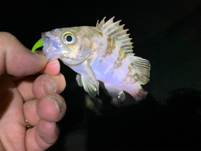 小さくても数釣りたのしぃ～！