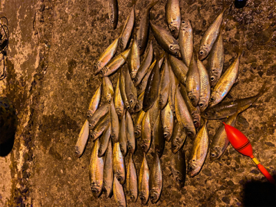 アジ釣りに行って来ました。