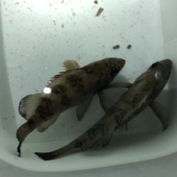 メバリングのチャリランガン