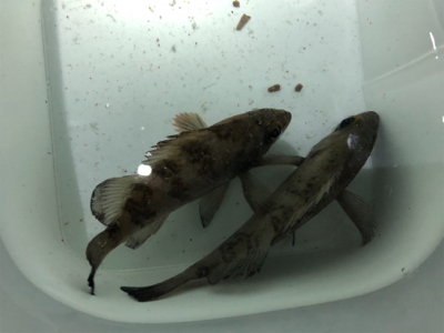 メバリングのチャリランガン