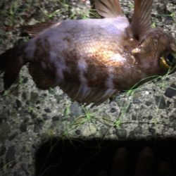 メバルのお腹がパンパン