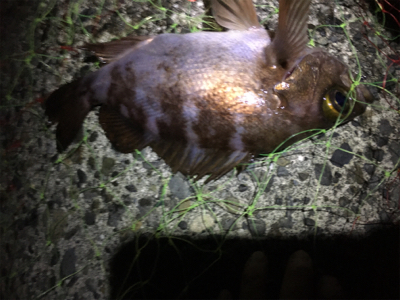 メバルのお腹がパンパン