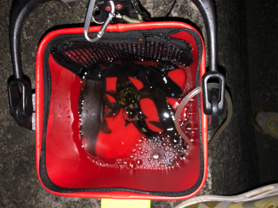 最近のお気に入り