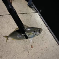 アジとメバルを求めて