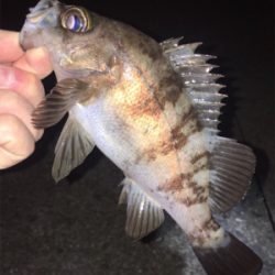 漁港でメバリング