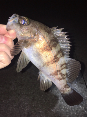 漁港でメバリング