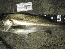 珍しくバチの恩恵を頂きましたっ!