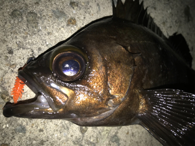 2020ライトゲーム第10戦