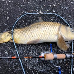 海は寒いし釣れないし、管釣りは閉鎖、なので近場でカープフィッシング