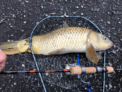 海は寒いし釣れないし、管釣りは閉鎖、なので近場でカープフィッシング