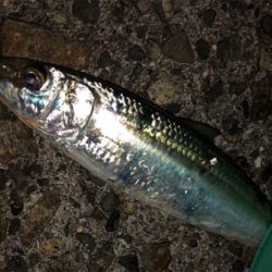 この時期に三目釣行^ ^♪