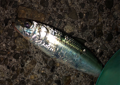 この時期に三目釣行^ ^♪