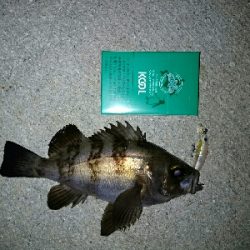 メバプラ＆ショアジギ