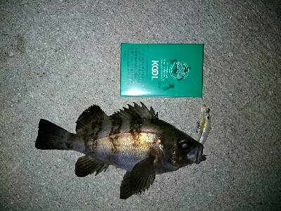 メバプラ＆ショアジギ