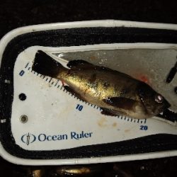 活性上がってます。