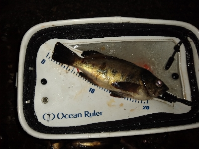 活性上がってます。