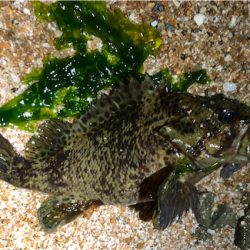 とあるサーフの3魚種